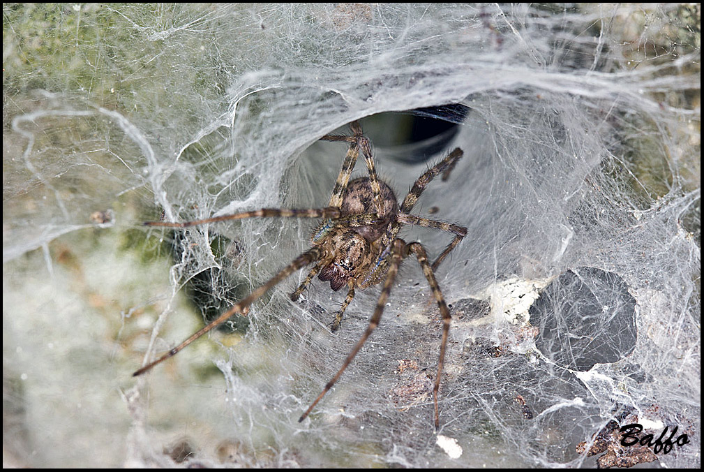 Agelenidae cf. Malthonica sp.
